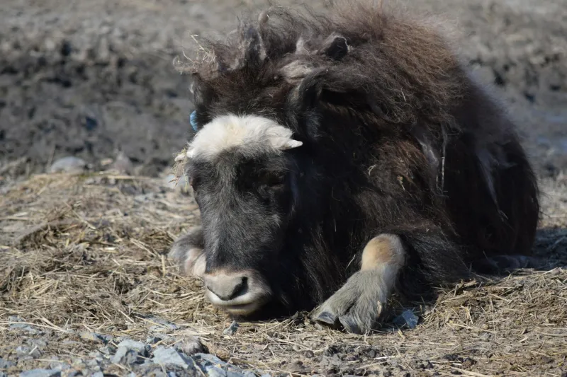 The Families Who Couldn't Get Sick: How an Alaskan Village Held the Secret to Surviving Pandemics