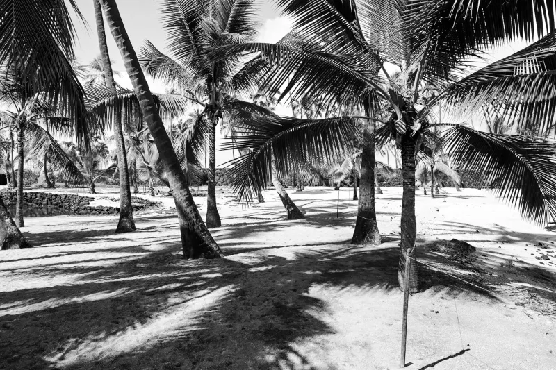 The Sailor Who Chose Exile: How Four Years on a Desert Island Became Literature's Greatest Adventure